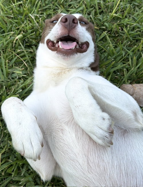 Jinny, a dog for adoption from Operation Pets Alive