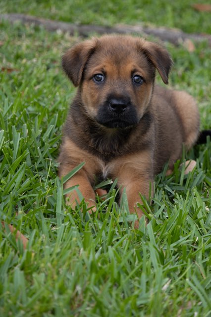 Brownie, an adoptable Labrador Retriever in The Woodlands, TX
