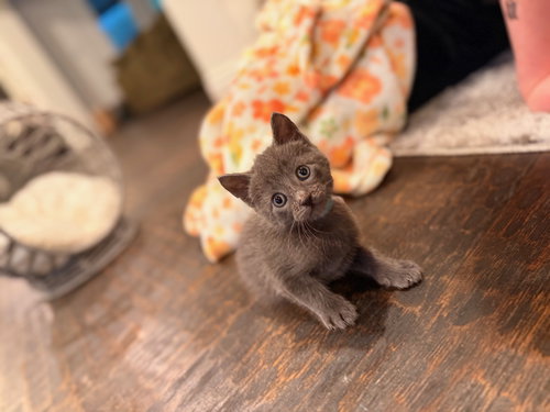 Asher, Baby Domestic Short Hair (medium coat), cat for adoption in The Woodlands, Texas