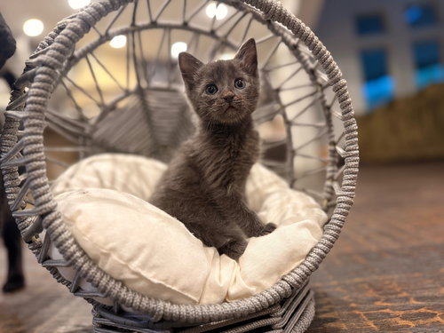 Flint, Baby Domestic Short Hair (medium coat), cat for adoption in The Woodlands, Texas