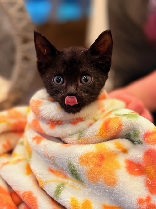 Velvet, Baby Domestic Short Hair (short coat), cat for adoption in The Woodlands, Texas