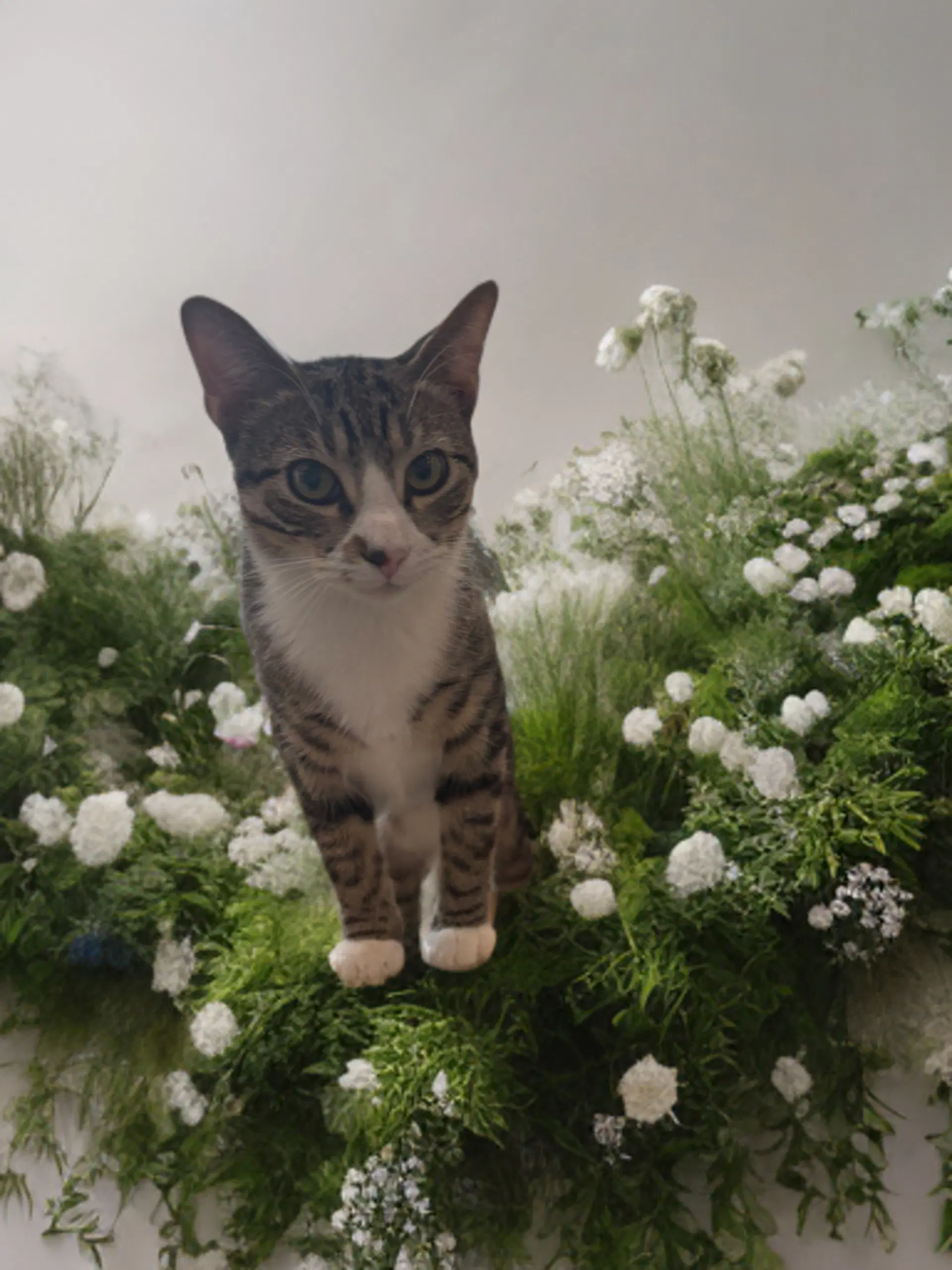 Blakely - Domestic Medium Hair
