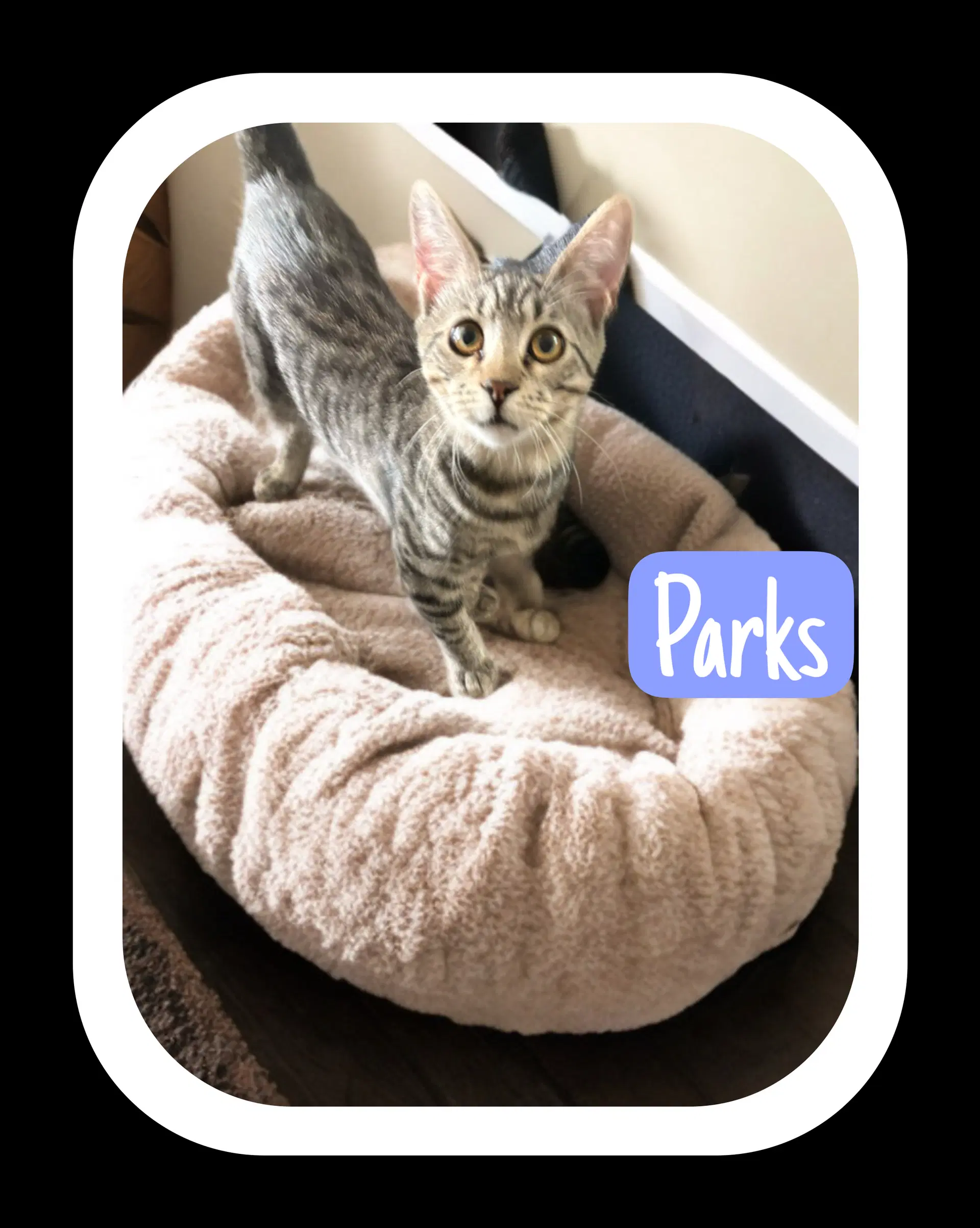 Parks - Domestic Short Hair