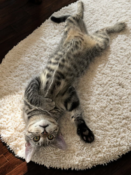 picture of the cat needing adoption