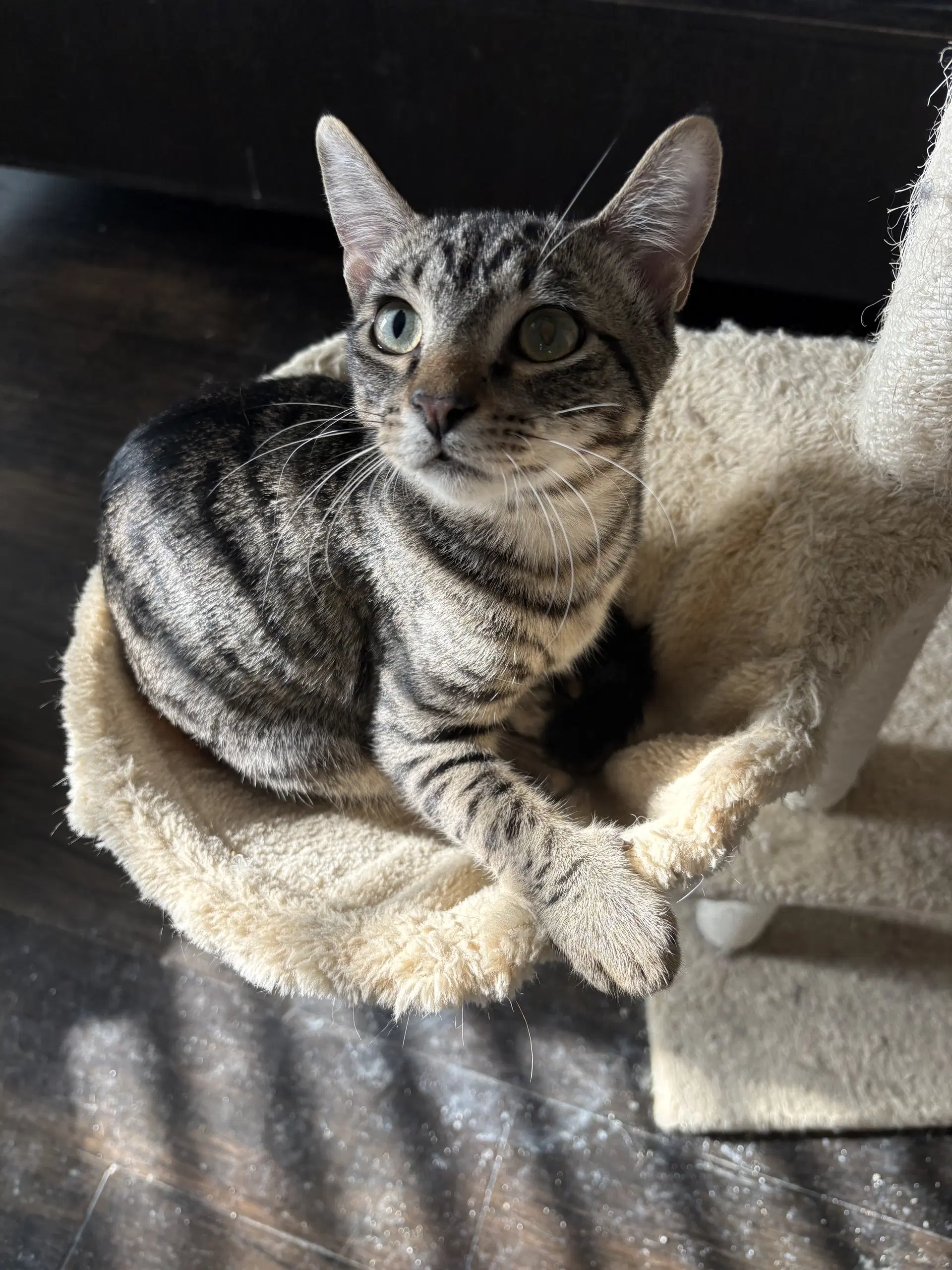 Elton - Domestic Short Hair