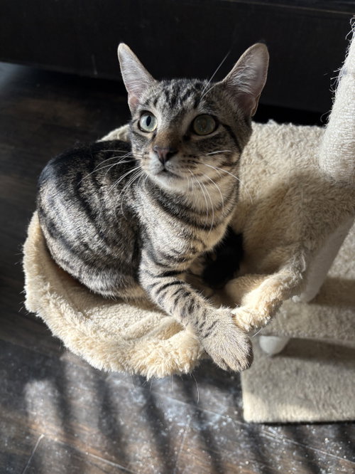 Elton, a cat for adoption from Operation Pets Alive