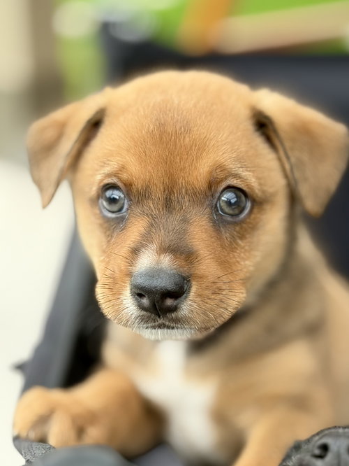Makya, an adoptable Australian Shepherd in The Woodlands, TX
