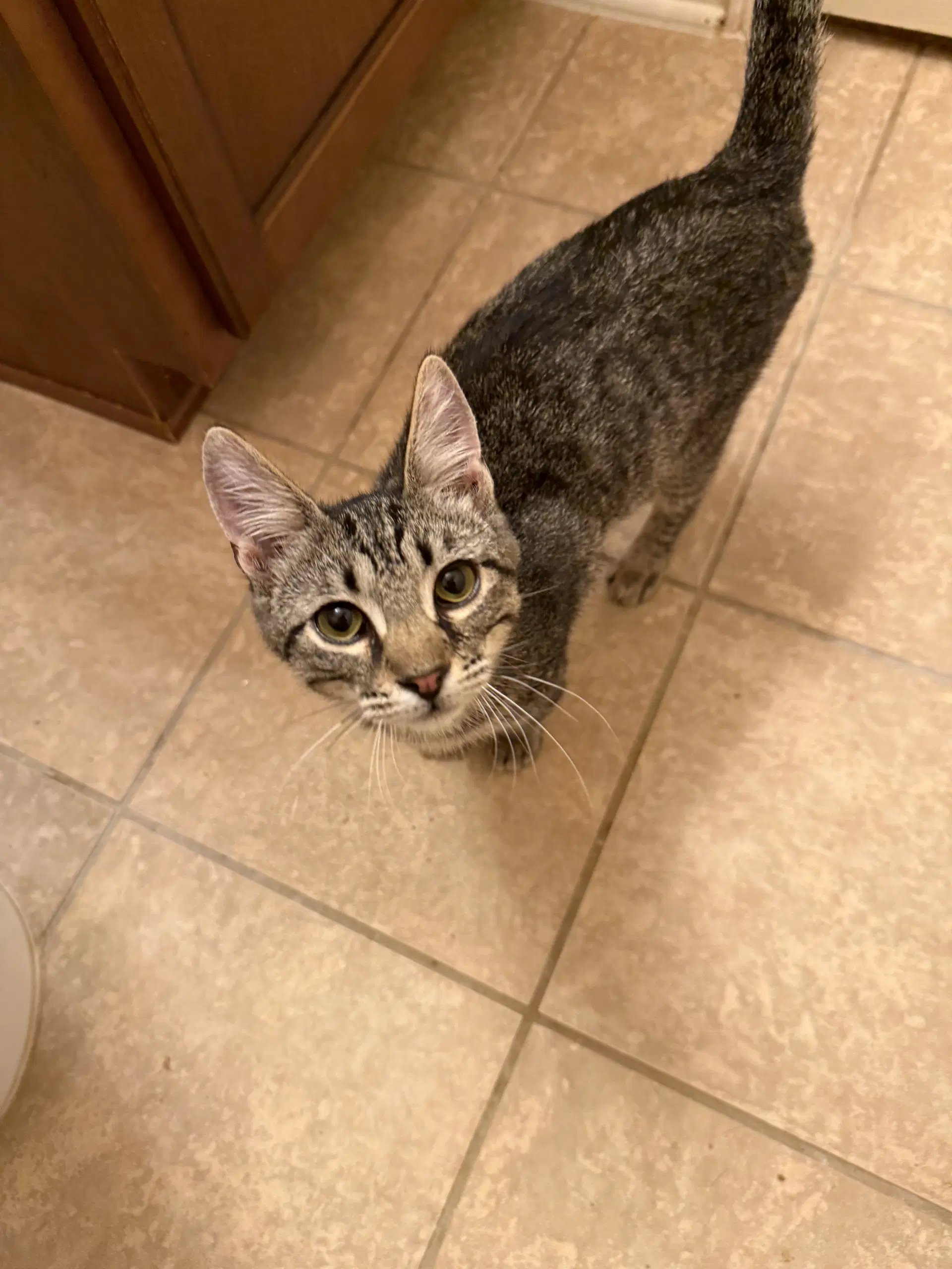 Wally - Domestic Short Hair