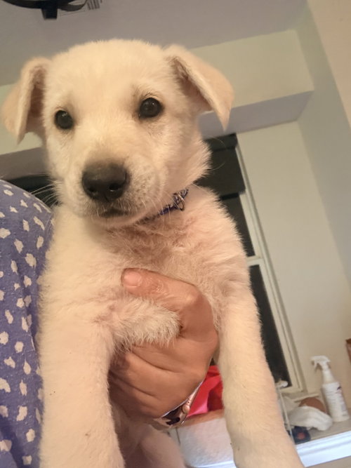 Hugo, an adoptable Labrador Retriever in The Woodlands, TX