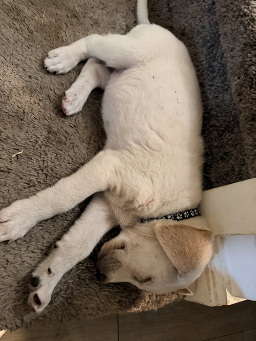 Luis, an adoptable Labrador Retriever in The Woodlands, TX