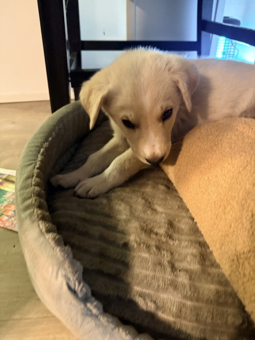 Paco, an adoptable Labrador Retriever in The Woodlands, TX