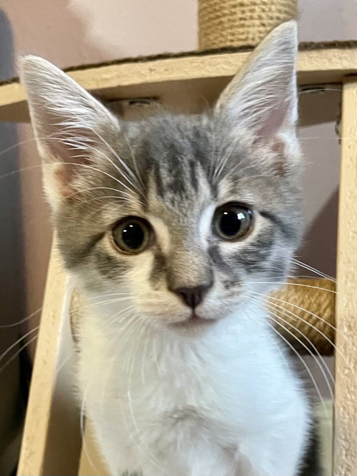 Butterfly, Baby Domestic Short Hair, cat for adoption in League City, Texas