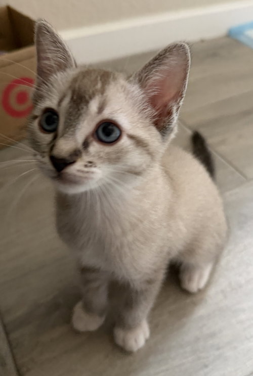 Zena