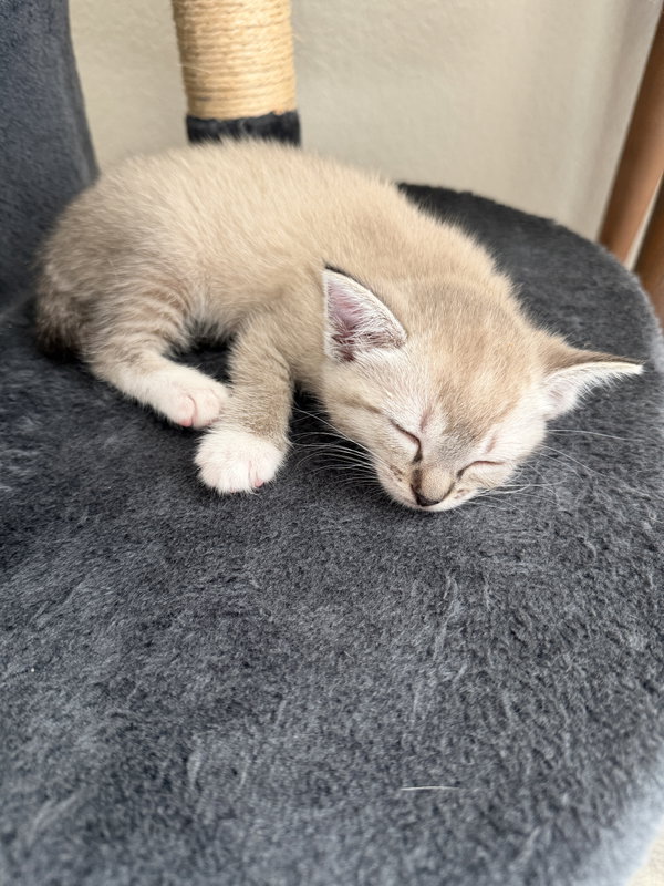 Zena