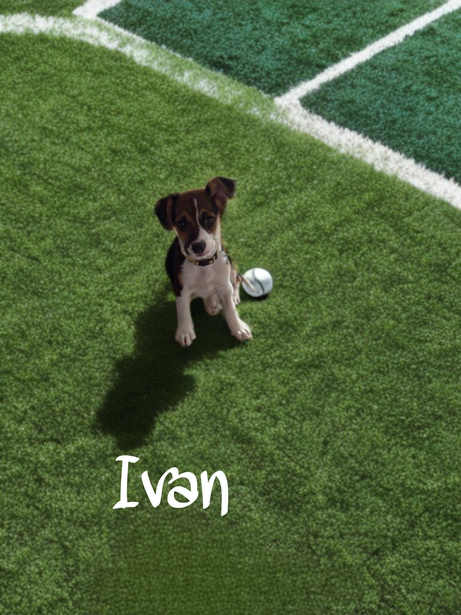 Ivan