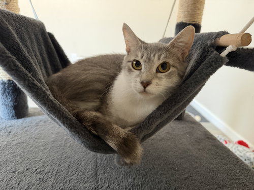 Snow White, Adult Domestic Short Hair / Mixed (short coat), cat for adoption in League City, Texas