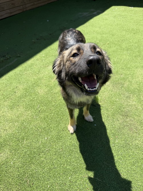 Bethany, an adoptable German Shepherd Dog in The Woodlands, TX
