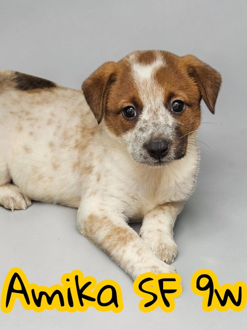 Amika, an adoptable Red Heeler in The Woodlands, TX