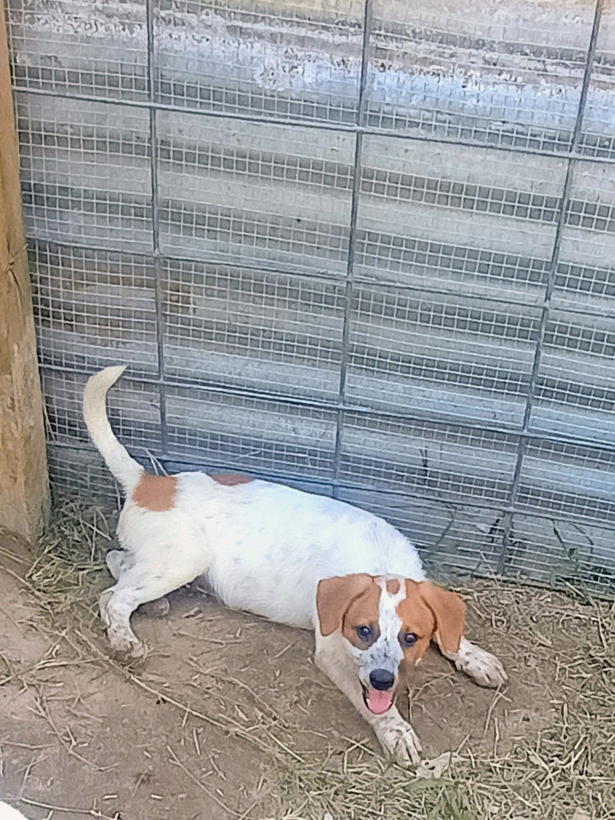 Amika