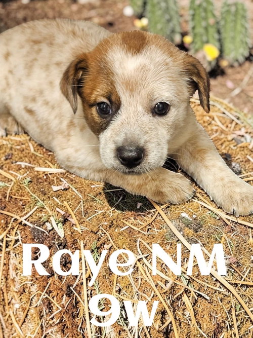 Raye, an adoptable Red Heeler in The Woodlands, TX