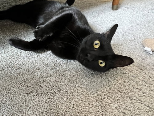 Spider, Adult Domestic Short Hair (short coat), cat for adoption in Friendswood, Texas