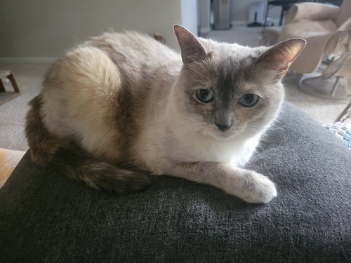 Stella, Adult Domestic Medium Hair, cat for adoption in Friendswood, Texas