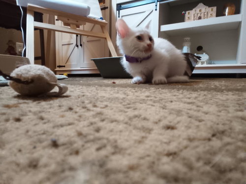 Gabby, Baby Domestic Short Hair, cat for adoption in The Woodlands, Texas