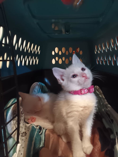 Ocean, Baby Domestic Short Hair, cat for adoption in The Woodlands, Texas