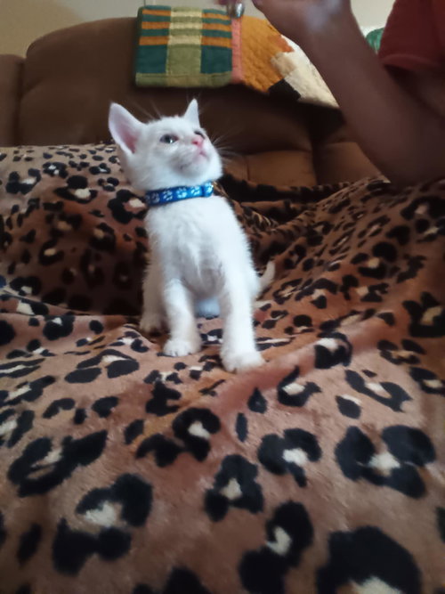 Snowflake, Baby Domestic Short Hair, cat for adoption in The Woodlands, Texas