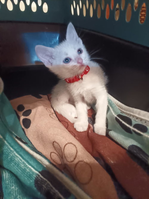 Twinkles, Baby Domestic Short Hair, cat for adoption in The Woodlands, Texas