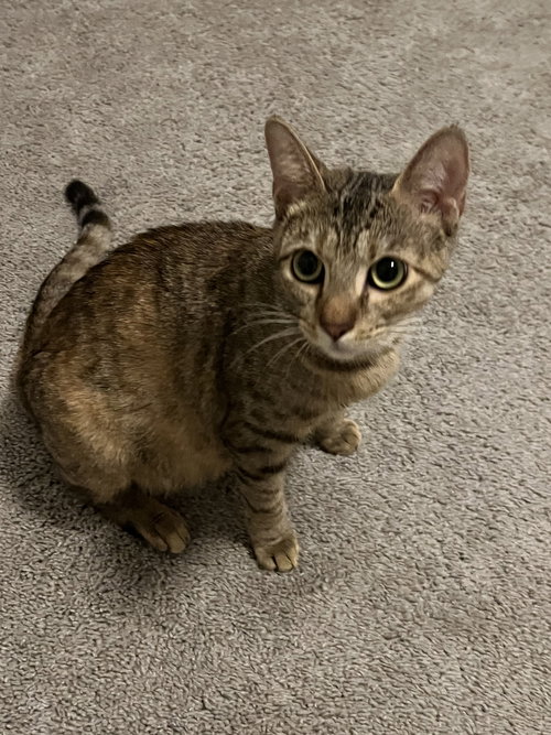 Lyra, Young Domestic Short Hair (short coat), cat for adoption in Friendswood, Texas