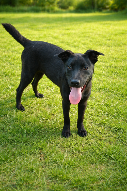 Francoise, an adoptable Labrador Retriever in The Woodlands, TX