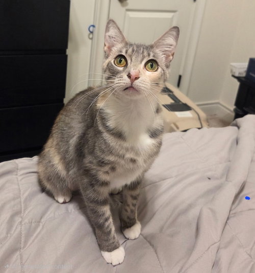 Liza, Adult Domestic Medium Hair (medium coat), cat for adoption in The Woodlands, Texas