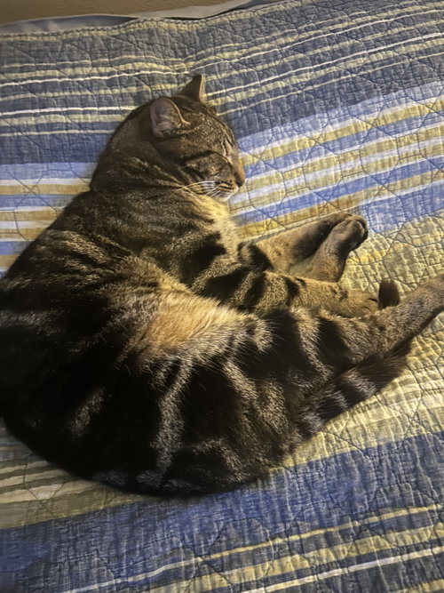 Thomas, Adult Domestic Short Hair, cat for adoption in The Woodlands, Texas