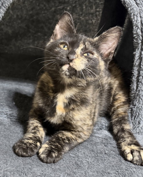 picture of the cat needing adoption