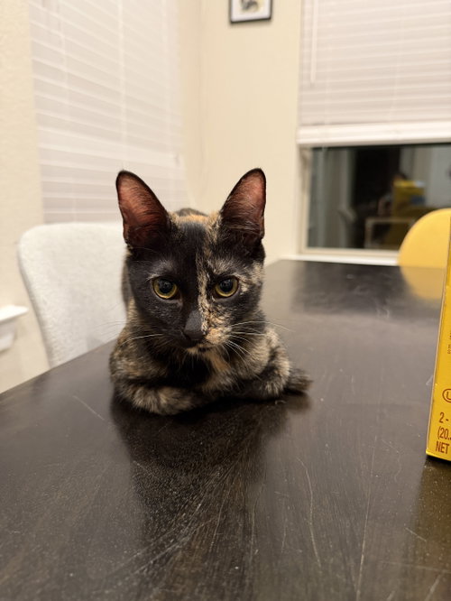 Photo 2 of Ripley
