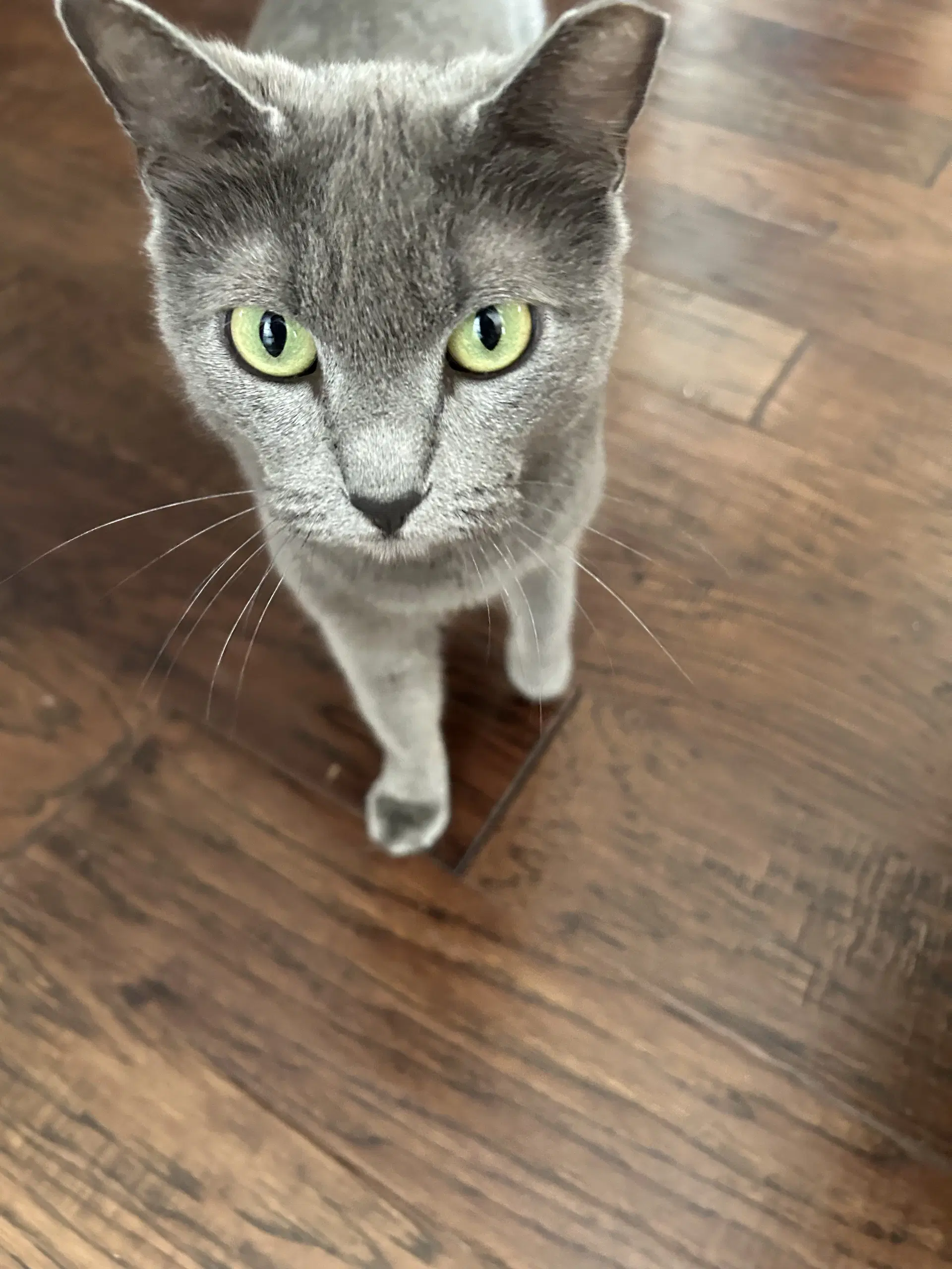 Smokey image 2