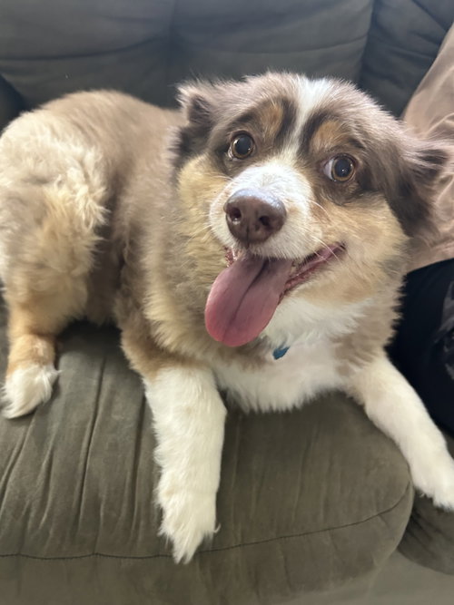 Rosie photo 2