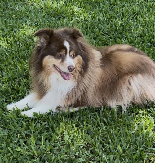 Rosie photo 3