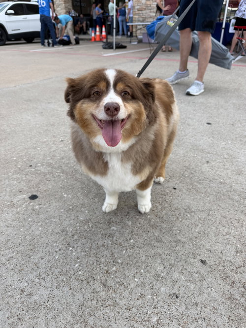 Rosie, an adoptable Australian Cattle Dog in The Woodlands, TX