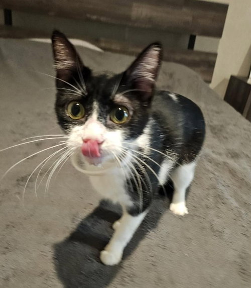 Cream, an adoptable Domestic Long Hair in The Woodlands, TX