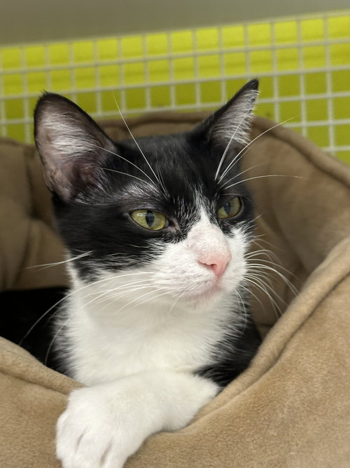 Cream, Adult Domestic Long Hair, cat for adoption in The Woodlands, Texas
