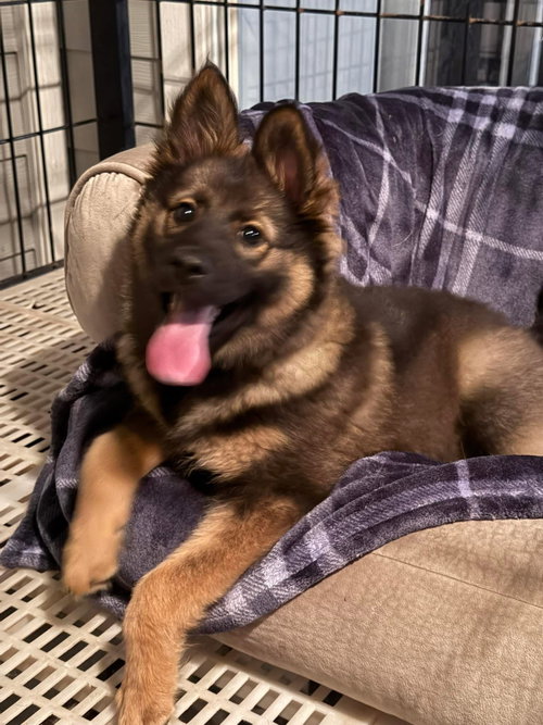 Gracie