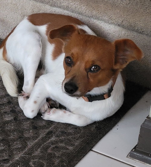 Benjamin, an adoptable Chihuahua in The Woodlands, TX