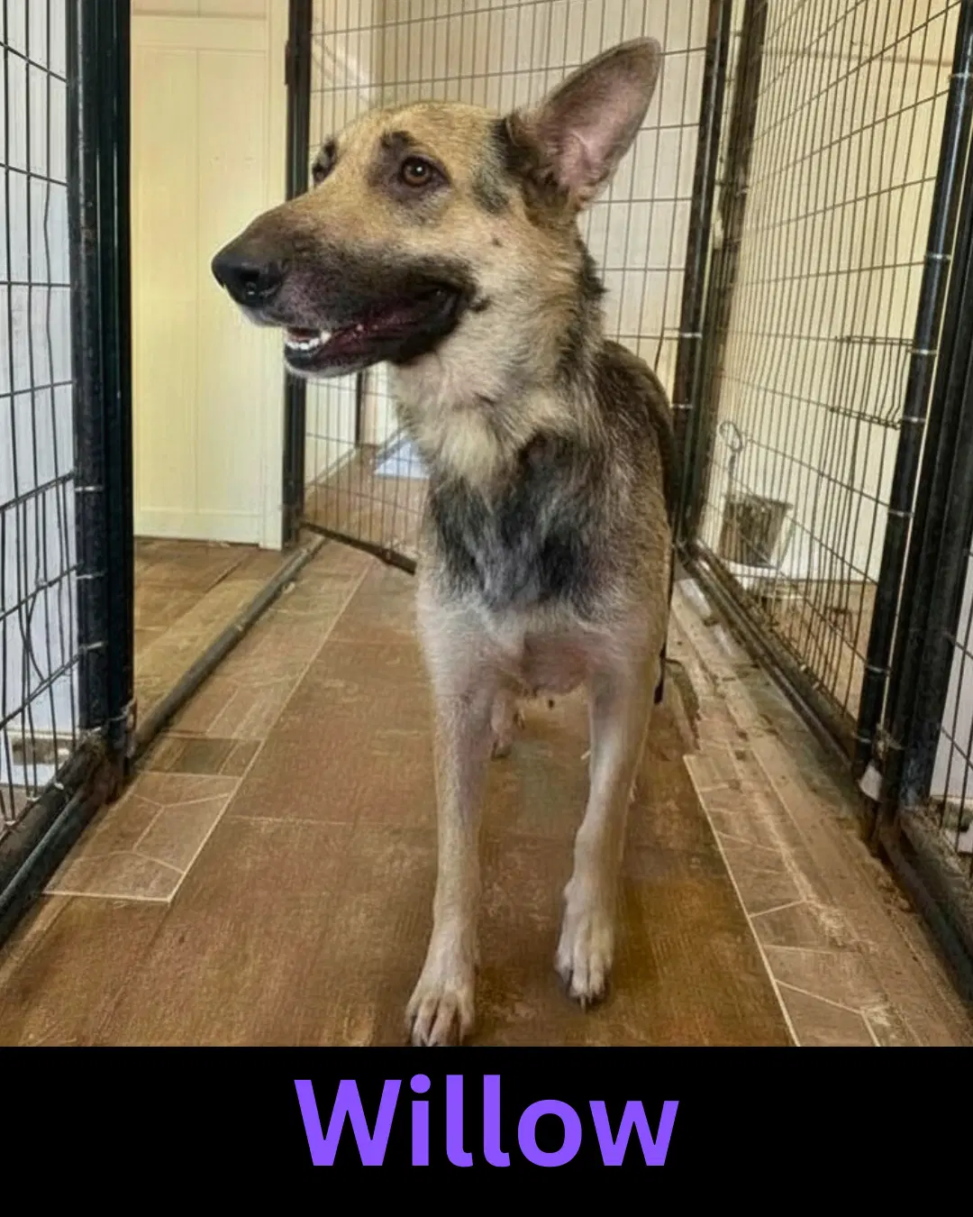Willow - German Shepherd Dog