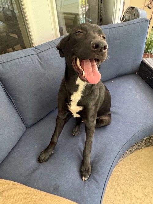 Colton, an adoptable Labrador Retriever in The Woodlands, TX