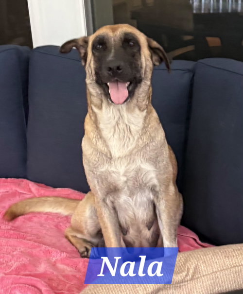 Nala, an adoptable Lancashire Heeler in The Woodlands, TX