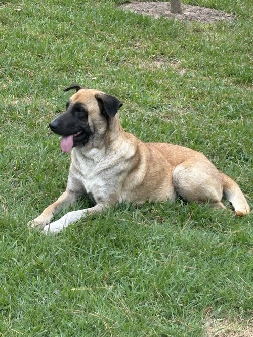 Nala photo 3