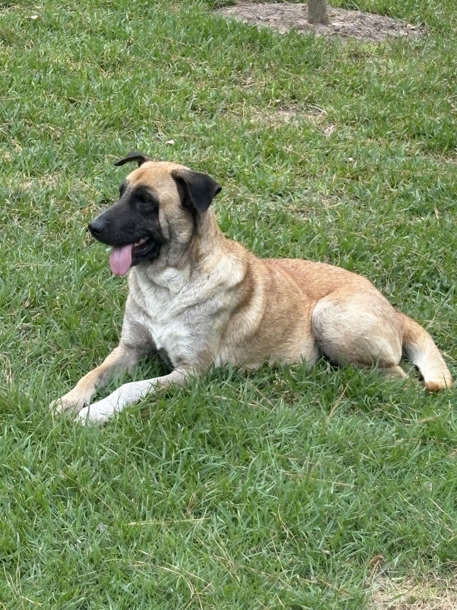 Nala