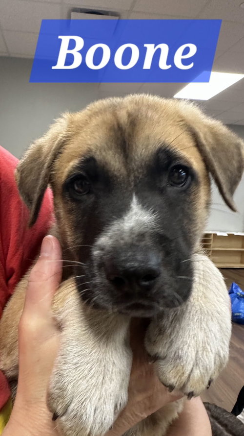 Boone, an adoptable Labrador Retriever in The Woodlands, TX